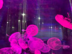 -梦幻海洋王国(吾悦广场张家港店)