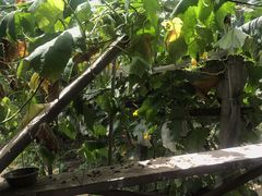 -马陆小张葡萄园农家乐