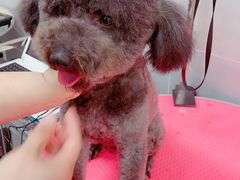 -宠福鑫康馨动物医院·骨科·眼科