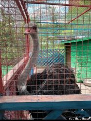 -萌宠亲子动物乐园(槐房万达店)