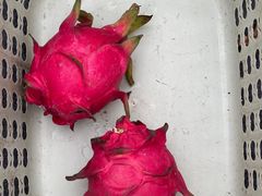 -尚果生态采摘园