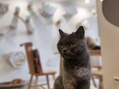 -楼上猫咖(罗湖店)