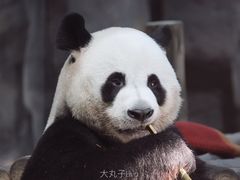 -栾川竹海野生动物园