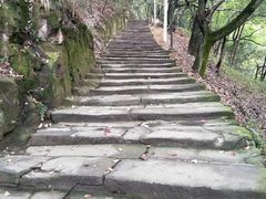 -南山植物园