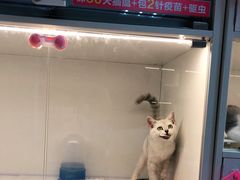 -lincat·猫舍(广州店)