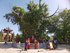 -大槐树寻根祭祖园