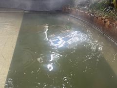 -泉眼温泉