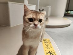-琪喵猫屋·撸猫猫咖·猫舍