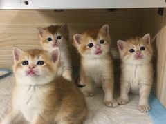 -十年猫舍·猫咪专门店(普陀店)