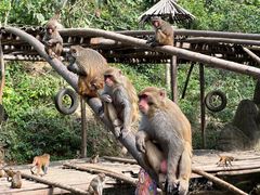 -西双版纳原始森林公园