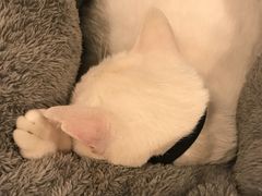 -有猫主题·治愈系猫咖(曾厝垵店)