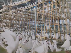 -皇鸽餐厅(龙塘店)