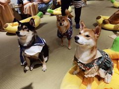-逗柴咖啡屋·狗咖猫咖宠物桌游