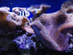 -御唐府海珊瑚主题餐厅