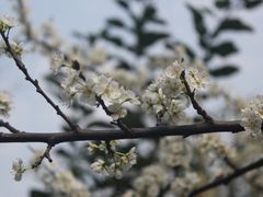 -甘棠公园
