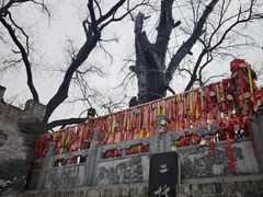 -大槐树寻根祭祖园
