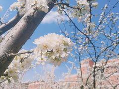 -东北师范大学(净月大街校区)