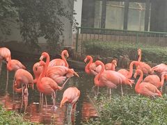 -石家庄市动物园