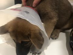 -荣耀金沙动物医院(清江西路店)