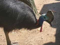 -西霞口神雕山野生动物世界