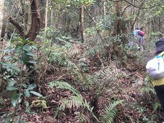 -梧桐山风景名胜区