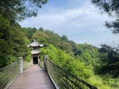 -铁山坪森林公园