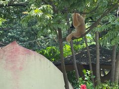 -深圳野生动物园