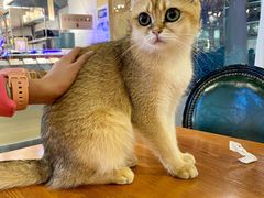 -猫小院猫主题餐厅(三里屯店)