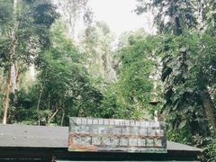 -西双版纳原始森林公园