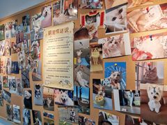 -翊宠yipet猫狗购宠庄园犬舍•猫舍