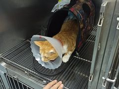 -佳怡动物医院·平价24小时·猫专科骨外科