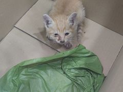 -袖虎宠物·金渐层缅因猫舍(灵芝店)