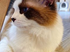 -猫十亿·布偶金渐层·曼基康矮脚猫舍(青年路店)