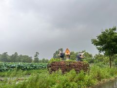 -池杉湖湿地公园
