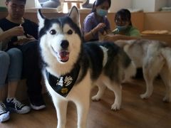 -Husky Go! 哈士奇体验馆·宠物咖啡厅狗咖