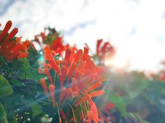 -东莞植物园