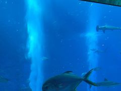 -亚特兰蒂斯•OSSIANO奥西亚诺海底餐厅