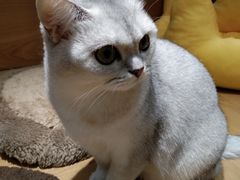 -滚猫咖啡·猫咖·猫友好撸猫(未来城店)