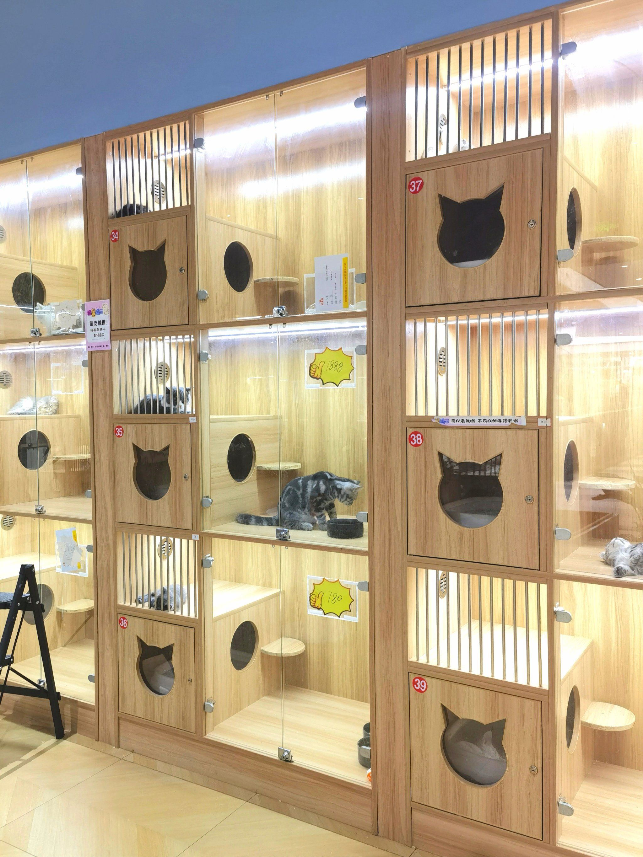 2000平米一站式宠物店[6][6]还有把脉小猫