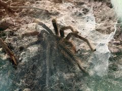 -上海大自然野生昆虫馆(东方明珠·爬宠昆虫探索中心)