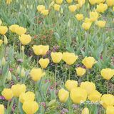 杭州小众赏花地——南江公园