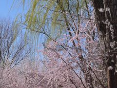 -春风习习