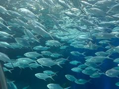 -上海海洋水族馆