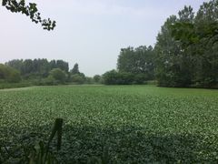 -溱湖国家湿地公园