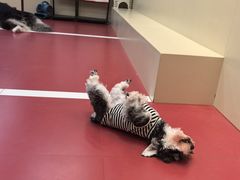 -和它·交个朋友·狗咖猫咖(爱琴海店)