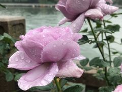 -千禧万福汉亭舫·船舫苏宴