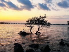 -宝安西湾红树林湿地公园