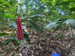 -中国科学院西双版纳热带植物园
