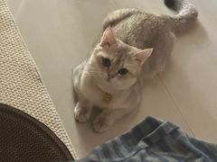 -安安宠医宠物医院·异宠·犬猫内科(岳阳分院)