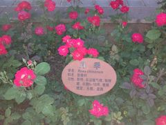 -新江湾城公园
